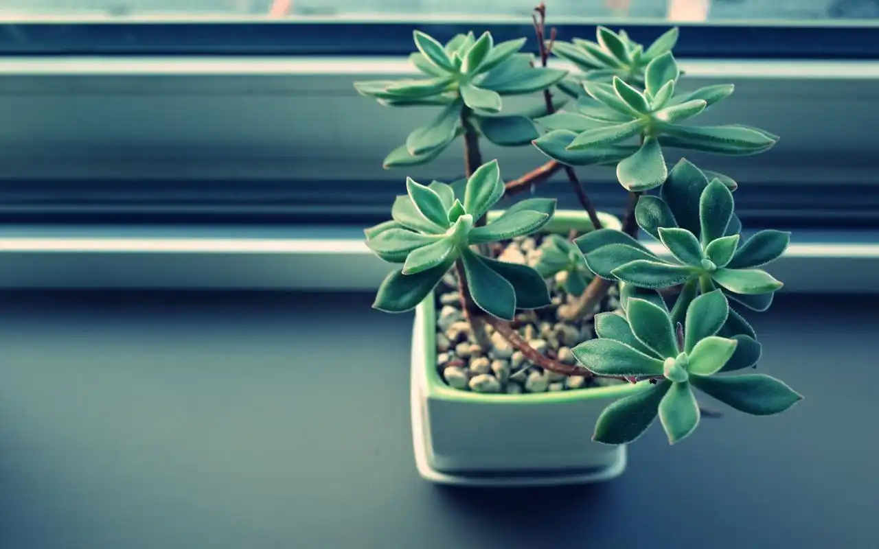 壁纸集/各种风格