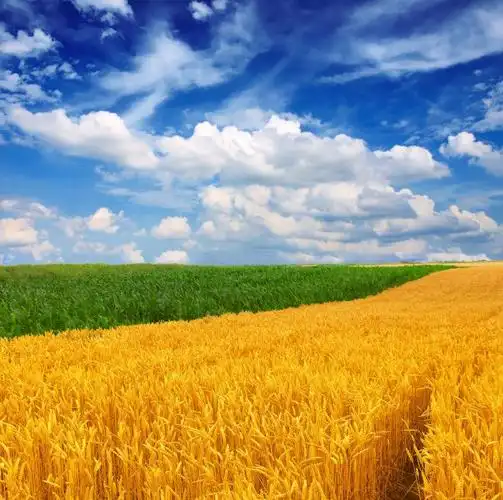 蓝天白云下丰收的麦田