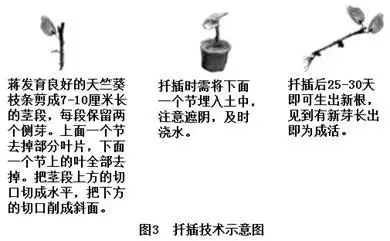 (3)          探究三:扦插材料的处理对植株成活的影响天竺葵