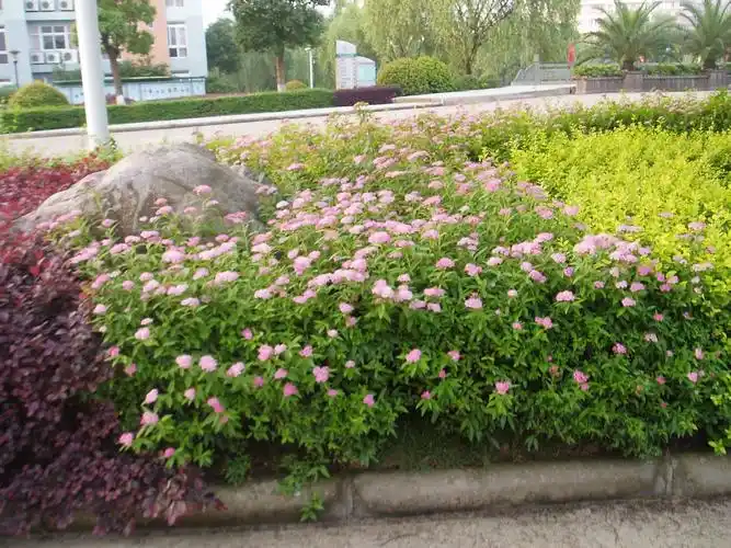 p>粉花绣线菊(学名: i>spiraea japonica /i> l. f.