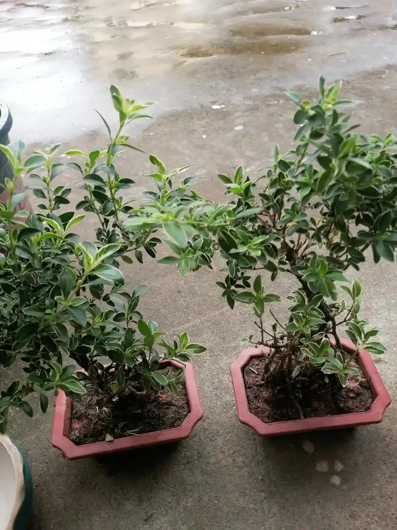 六月雪.小盆栽的乐趣在于修剪和塑形.#生活随拍记录美好瞬间  - 抖音