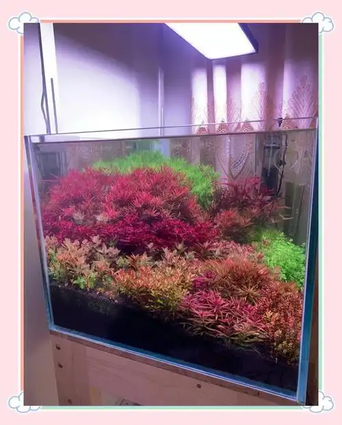 荷兰水草缸的建造与展示:60天成景秘诀全解析