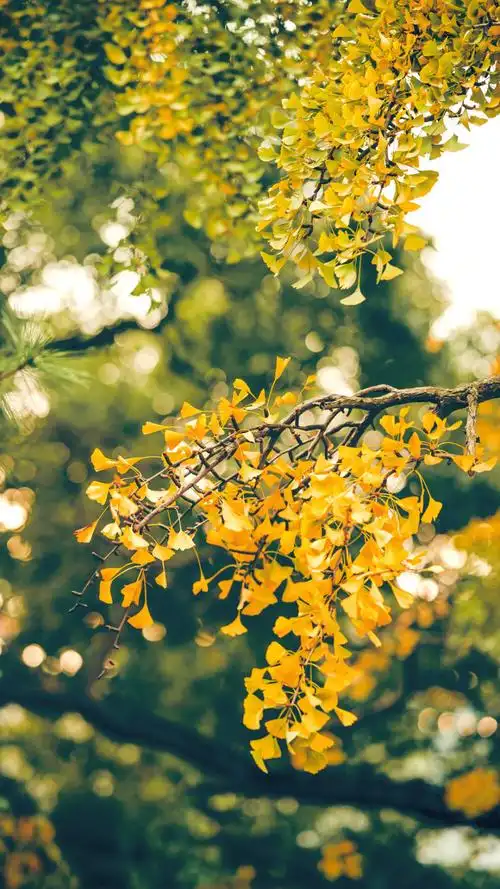 森系- 堆糖,美图壁纸兴趣社区