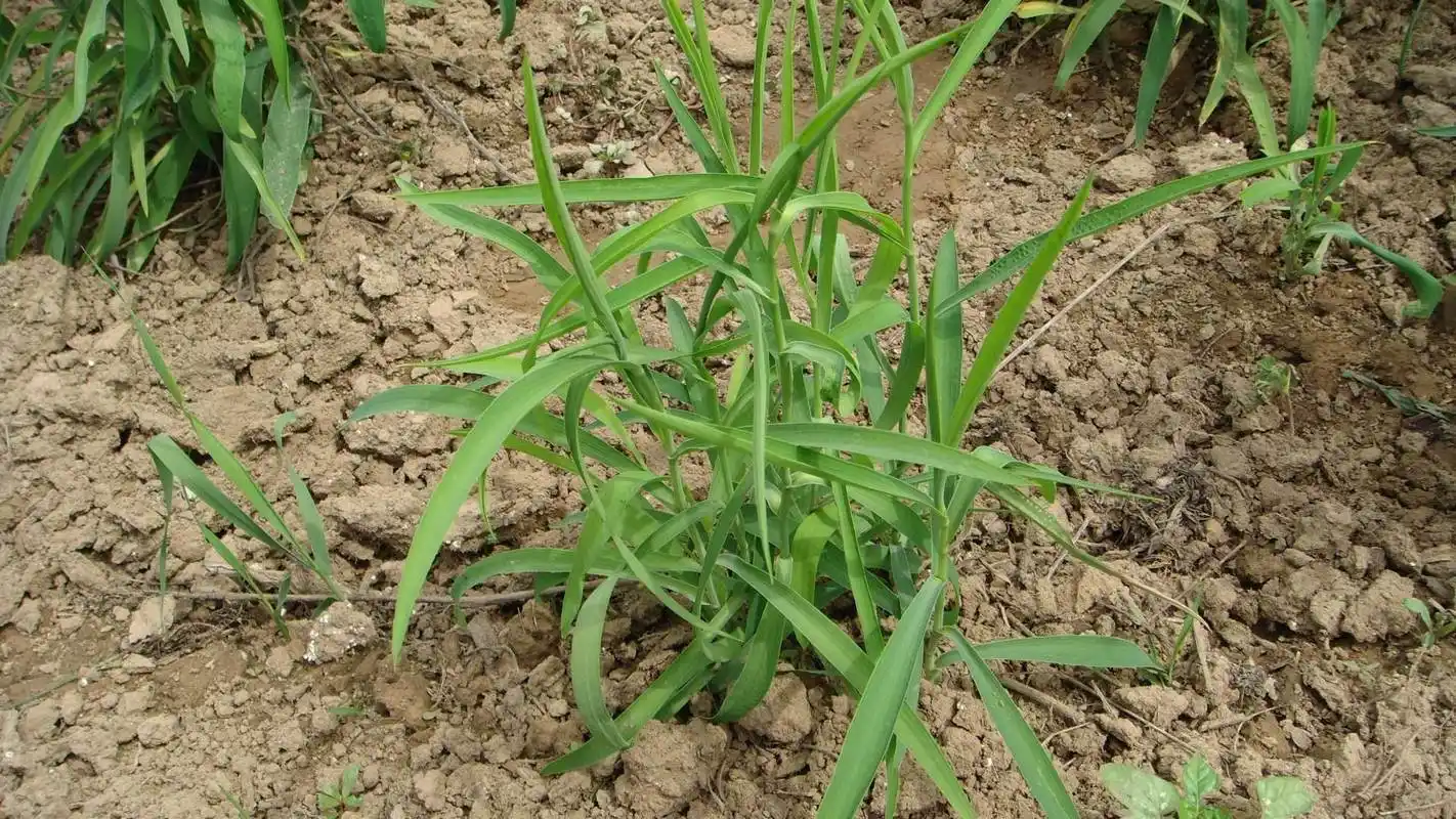 它是大名鼎鼎的"柴胡",请您留心,若山里遇到别错过:价值珍贵