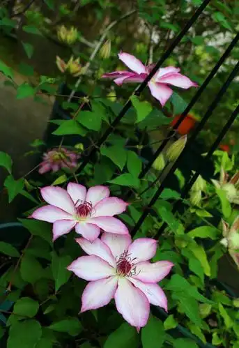 铁线莲"面白"—优秀的盆栽观花植物,阳台种植也能开成花瀑布!