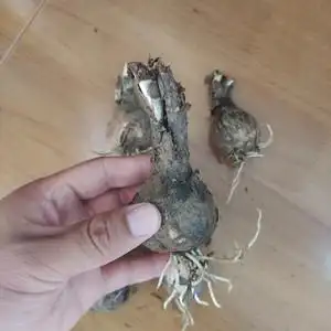 盆栽彼岸花大图片