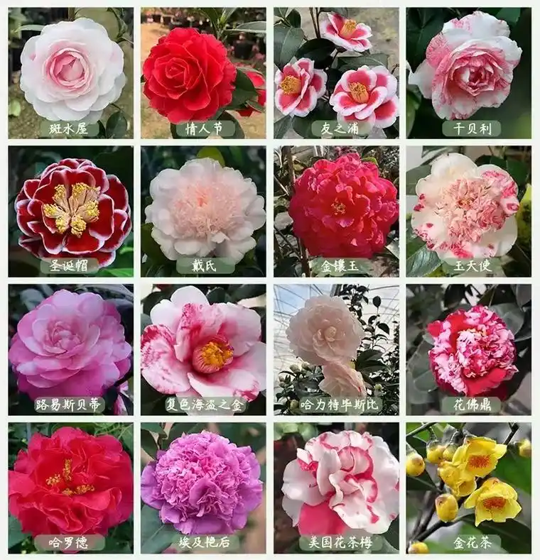 茶花的品种是你收集不齐的.但是努力收集吧989898搬砖中.