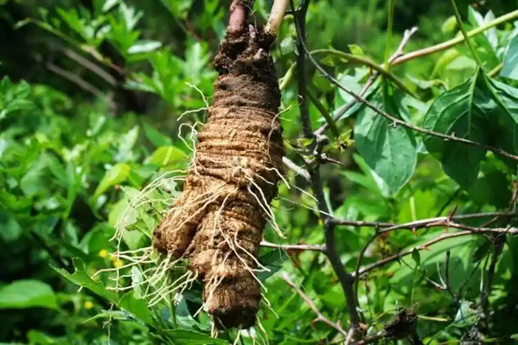 既是菜又是药的轮叶党参种植方法,3分钟就可以学会