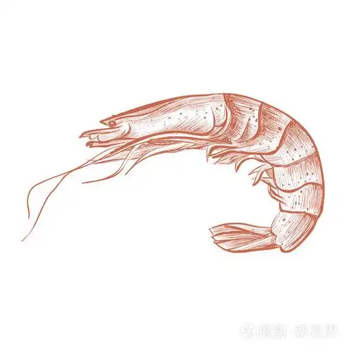 虾手画矢量图.虾煮红