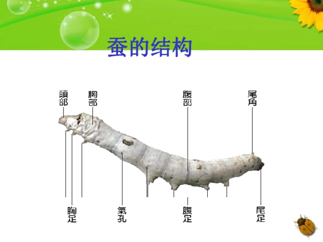 2 《蚕的生长变化》 课件(20张ppt)
