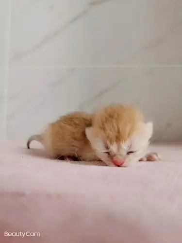 24出生了3只金宝宝,喜欢金渐层猫咪可以看一下哦