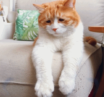 丧猫今天又是开心的一天gif动图_动态图_表情包下载_soogif