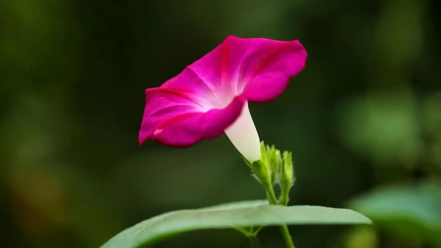 各色各样的牵牛花高清电脑壁纸 第一辑