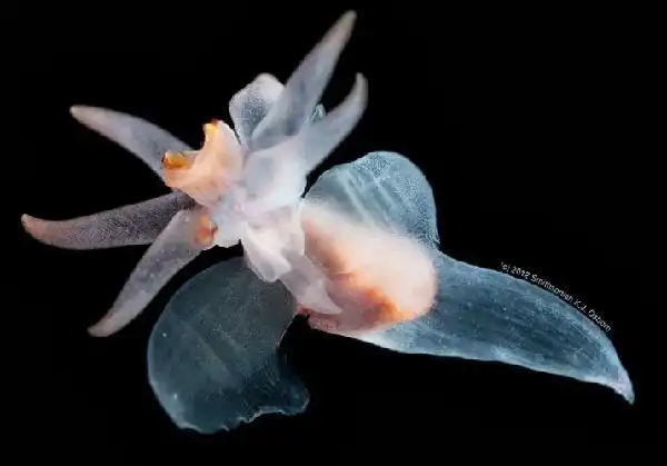 海洋酸化的指向标:美丽而又脆弱的海蝴蝶