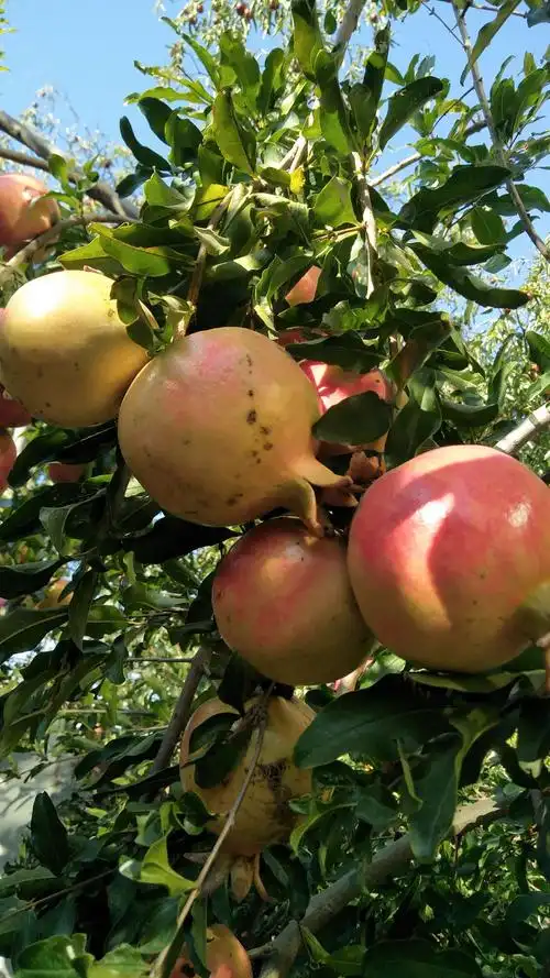 庭院中的石榴树,花美果美,即可观赏花开,也可品尝