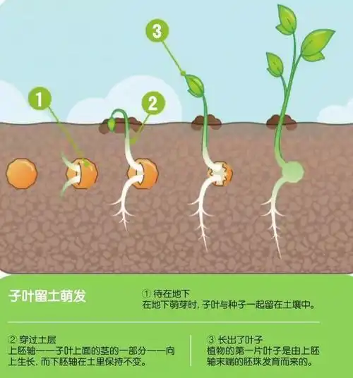 种子的植物胚胎在种皮内是处于休眠状态的,在适宜的条件下,它就开始