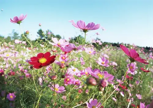 首页 图片大全 植物花卉 > 鲜花图片(6)