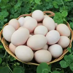 【50枚】老母鸡蛋农家散养土鸡蛋笨鸡蛋新鲜苏北草鸡蛋柴鸡蛋喜蛋