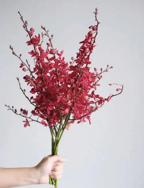 火焰兰养护方法