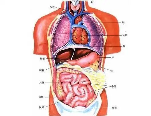2,专家建议:左边最后一根肋骨下方是胃和胆囊,剧烈疼痛的话,胆囊疾病