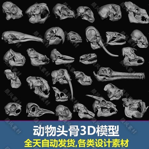 3dmax obj fbx动物大象猴子犀牛鳄鱼头骨默认渲染器三维模型_182