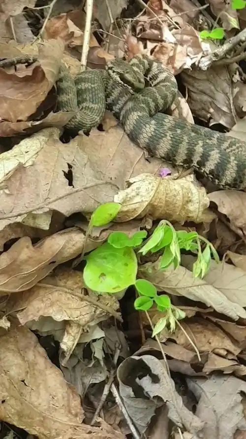 长白山地区最毒的蛇   七步蛇