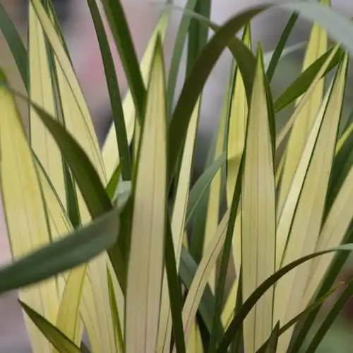 四季兰中透艺 兰花苗 浓香建兰 中透 高山春色兰草花卉植物 2苗连体