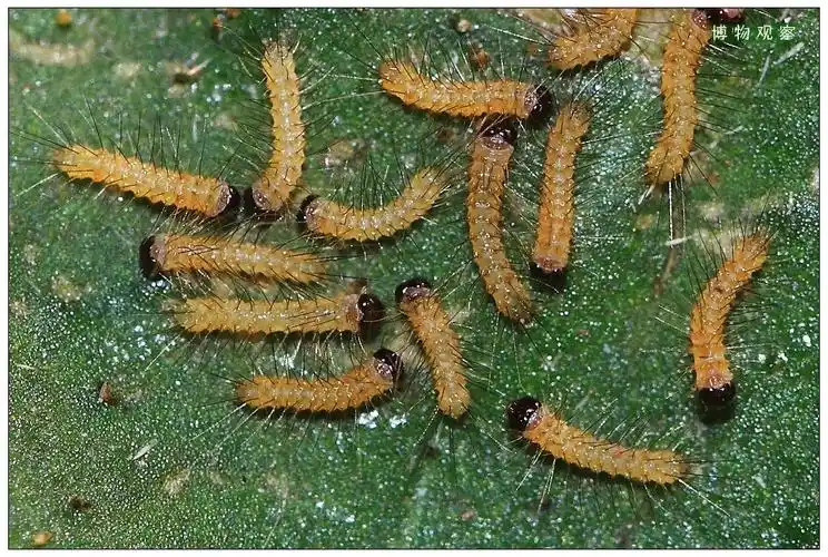 人纹污灯蛾的生活史