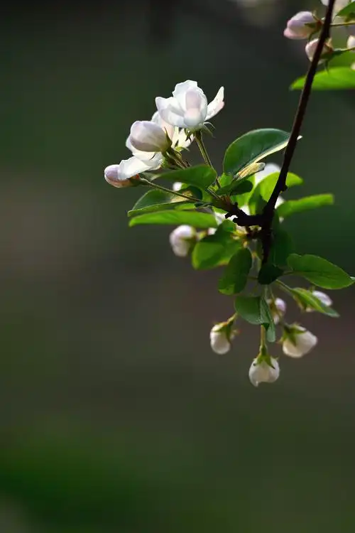 【 苹果 花摄影图片】生态摄影_太平洋电脑网摄影部落
