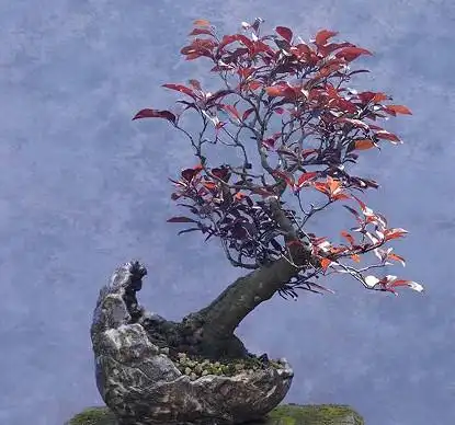 李树盆景多花多果措施分享