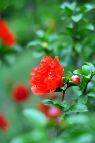 【石榴花摄影图片】公园生态摄影_太平洋电脑网摄影部落