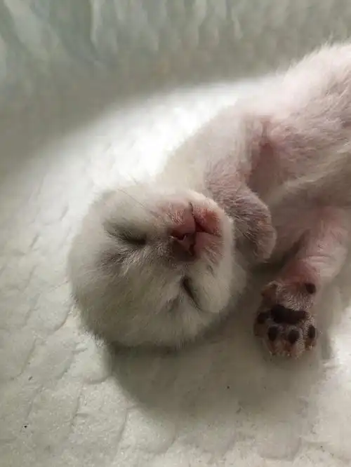 小宝们2016年8月15日出生的,两个月了,英短银渐层,两只,都是小伙子