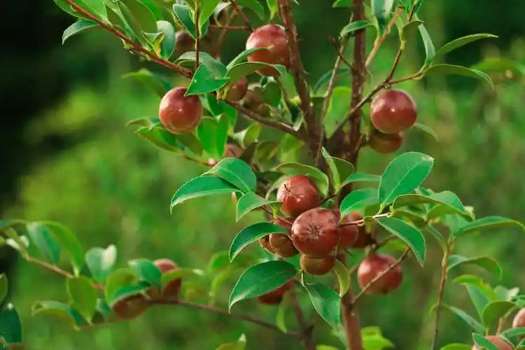 嘉鱼官桥油茶结出致富果