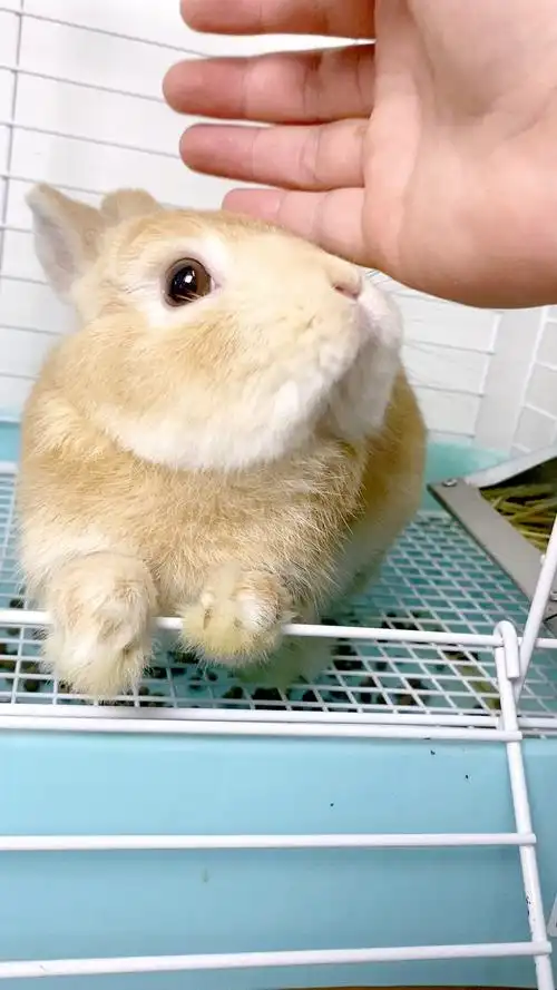 我家宠物成精了#看看成年的荷兰侏儒兔!摸一摸性格更亲人!-度小视