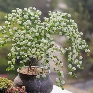 三裂绣线菊 土庄绣线菊 下山桩 珍珠梅 盆景素材