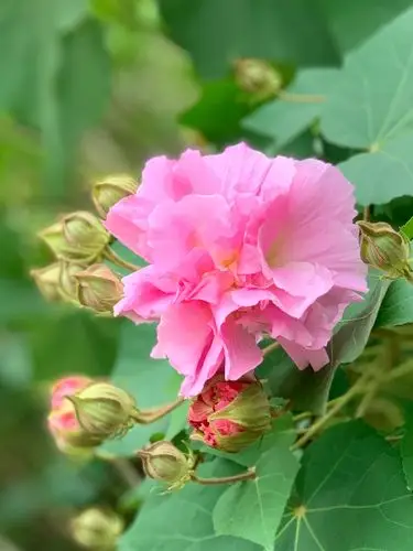 漂亮的芙蓉 - 美篇