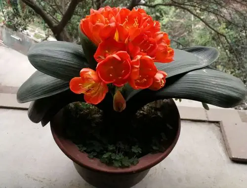 君子兰,红铃醉美