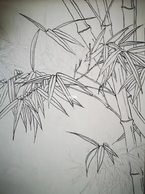工笔画  #白描  #白描练习  #竹  #竹子从最近的叶子开始画,作为值沣