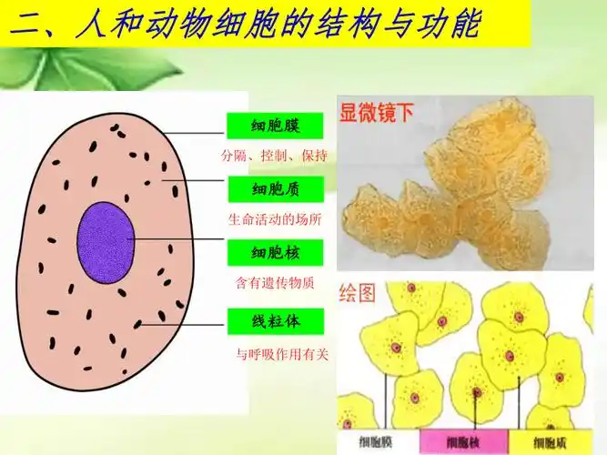 20212022学年苏教版七年级生物上册232人和动物细胞的结构和功能课件