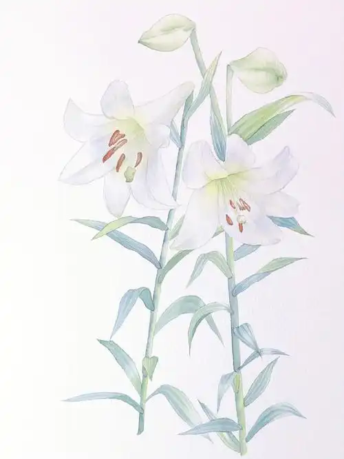 水彩百合73100