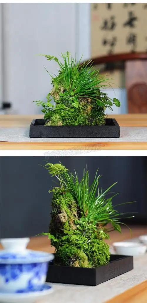 吸水石盆景假山附石菖蒲盆景山野草米竹假山吸水石创意盆栽绿植办公桌