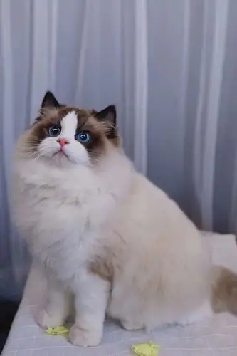 布偶猫借配 波斯系种公 坐标昆明