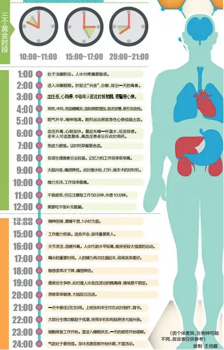本报为您整理人体24小时使用时间表