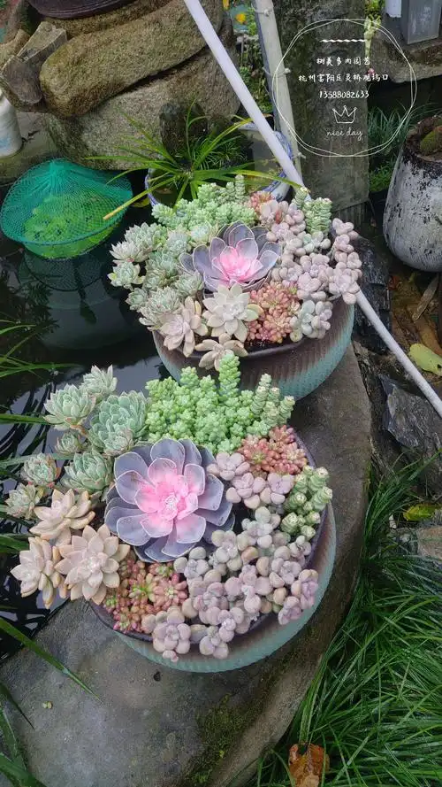 美美的多肉拼盘