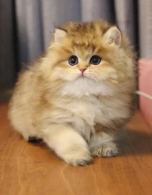 ny25色金渐层长毛妹妹266号