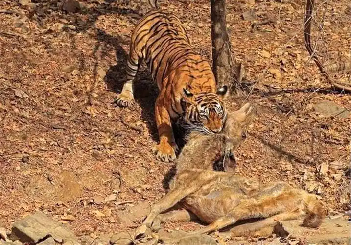 近距离观看老虎捕食过程动作快准狠丝毫不给对手反应时间
