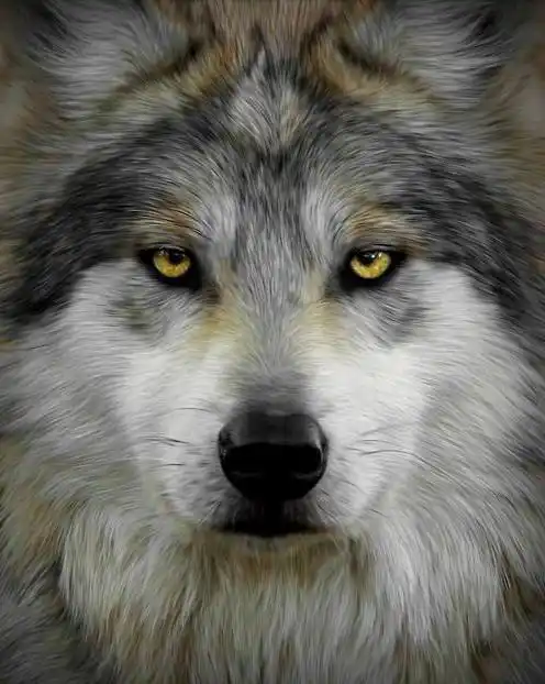 做一个像狼一样的男人