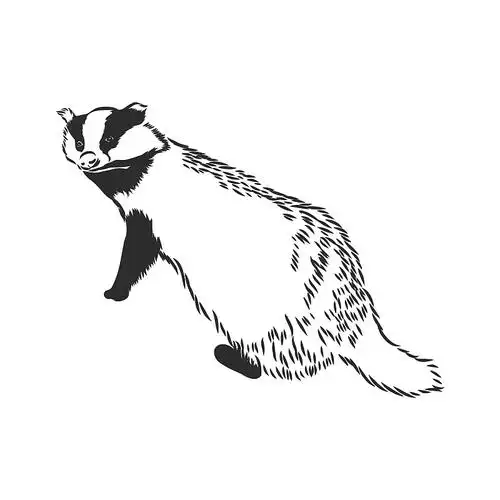 老虎在白色的背景矢量插图图片素材