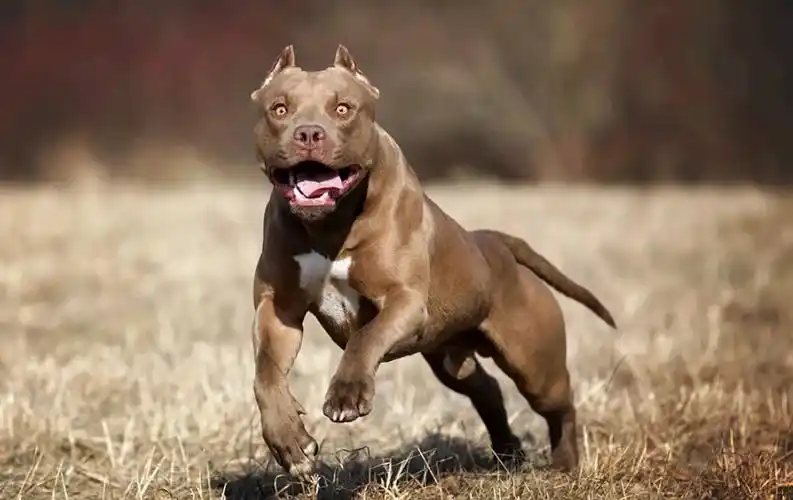 中国比特犬俱乐部官网,论坛等平台有哪些?能以犬会友吗?