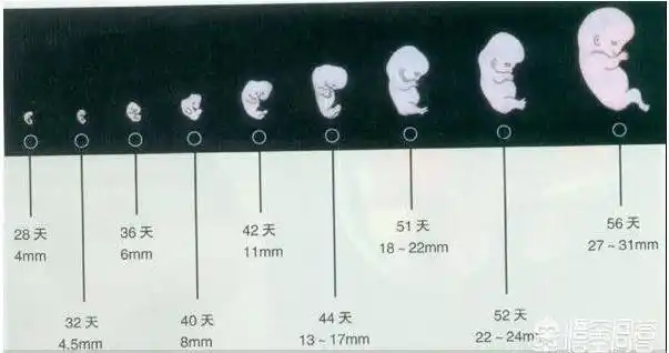 受精卵着床后,30-40天可形成胎囊,40-50天可形成胎芽,50-60天可形成